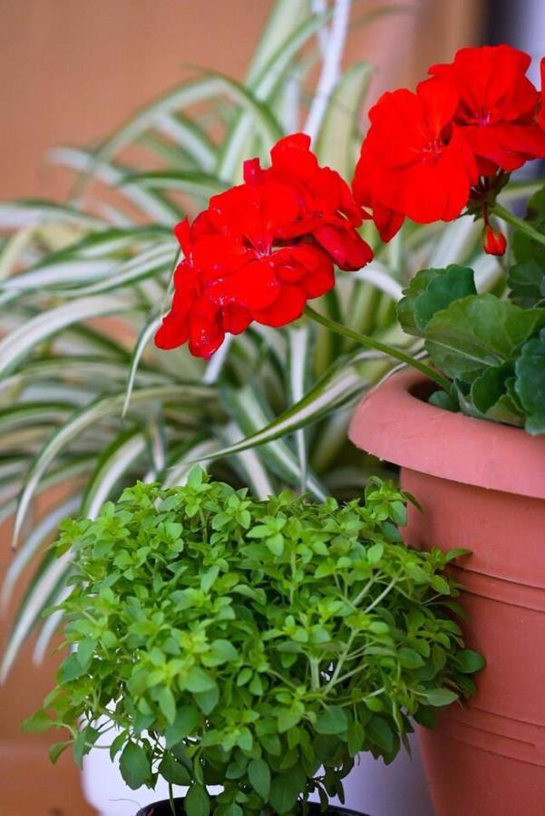 Home Sweet Home Apartment Alexandroupoli Exterior photo